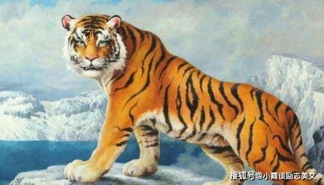 国强家富日日新 龙腾虎跃前程锦是什么生肖详细解答、深度解答解释落实